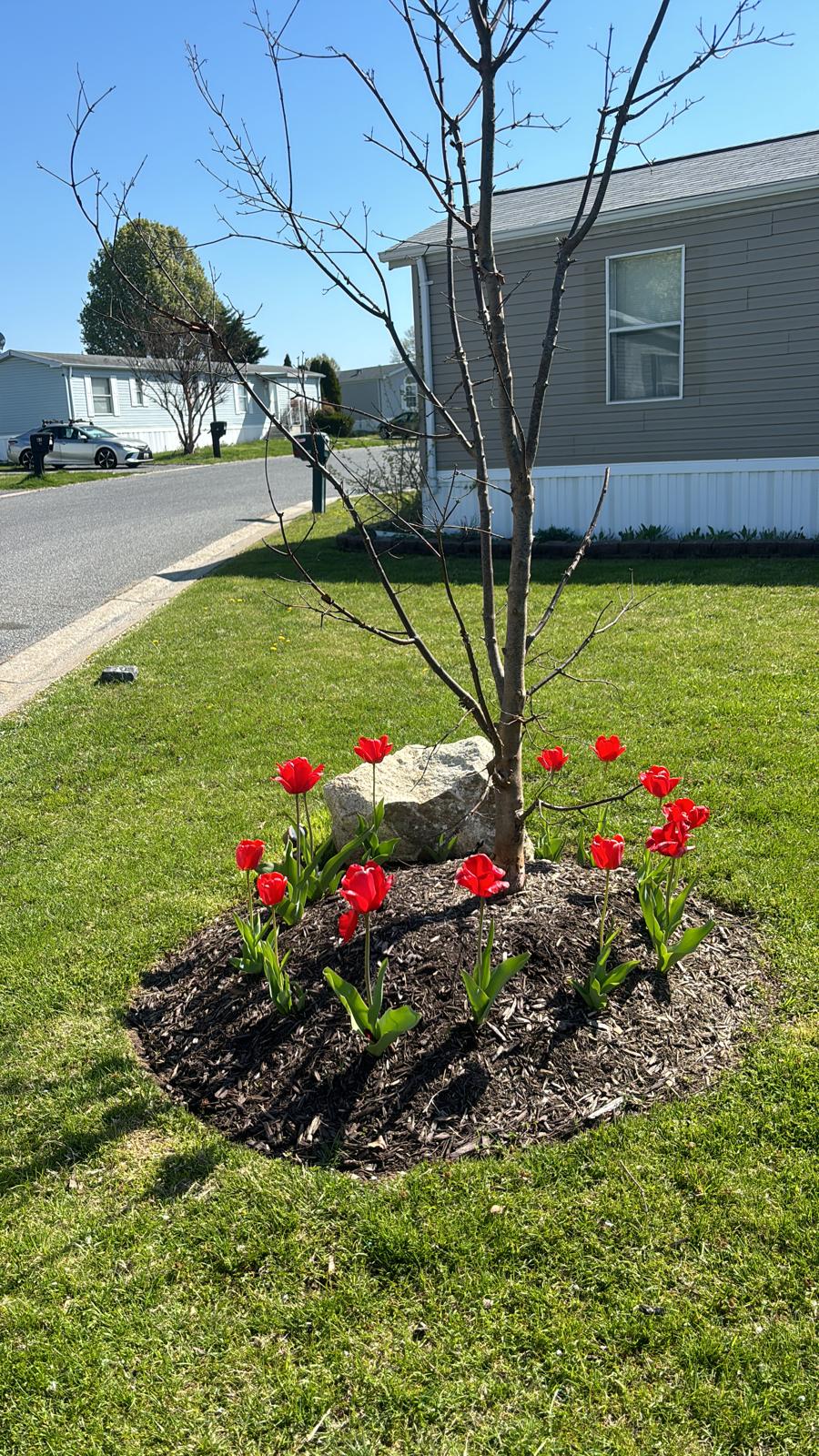 Tree and flower bed landscaping